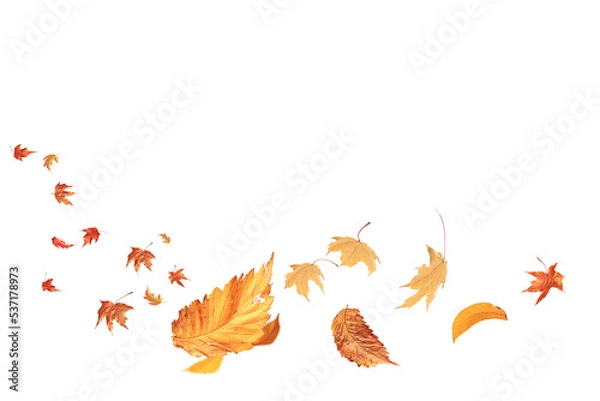 Fototapeta autumn leaves are falling flying white background isolated