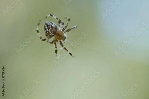 Fototapeta Cross spider crawling on a spider thread. Halloween fright. A useful hunter among
