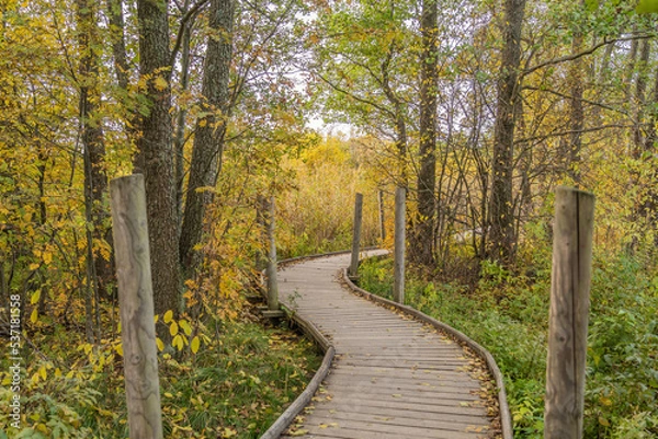 Fototapeta path in autumn forest