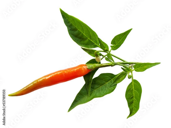 Obraz chili peppers on white background 