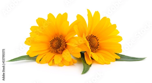 Obraz Two yellow flowers.