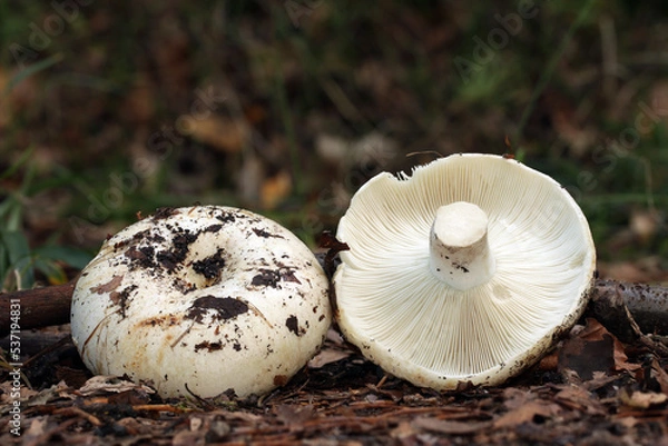 Fototapeta A wild edible milk-white brittlegill mushroom. The cap is white tinged with ochre,  stained with soil. Gills are white. R. chloroides can be separated from R. delica by the turquoise band at the apex.
