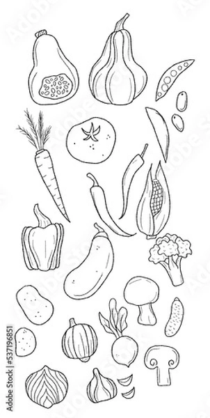 Fototapeta Vegetables outline illustration set isolated on white background. Set of elements: pumpkin, carrot, pepper, tomato, brocolli, potato, mushroom, onion, etc.