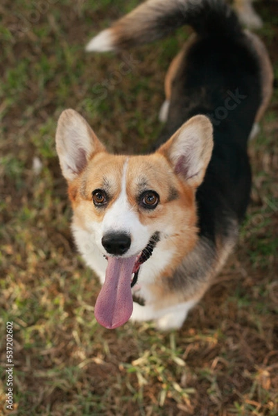 Fototapeta Welsh corgi cardigan dog closeup portrait. Cute puppy smiling in the park with a tongue out., looking to the camera	