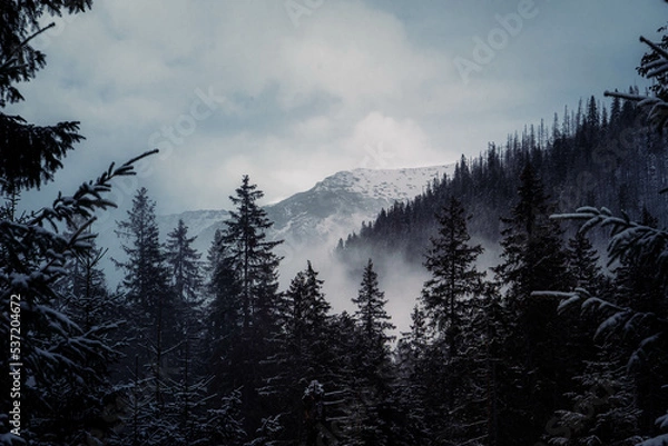 Obraz Moody dark image of pine tree forest in the foreground and high mountain ranges in the background during a cloudy and foggy winter afternoon at Morskie Oko, Poland.