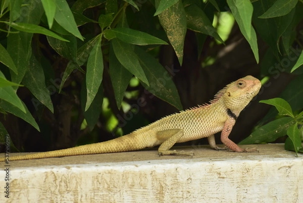 Obraz Oriental Garden Lizard