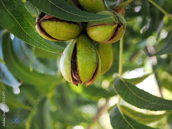 Obraz Ripening pecan on a pecan tree