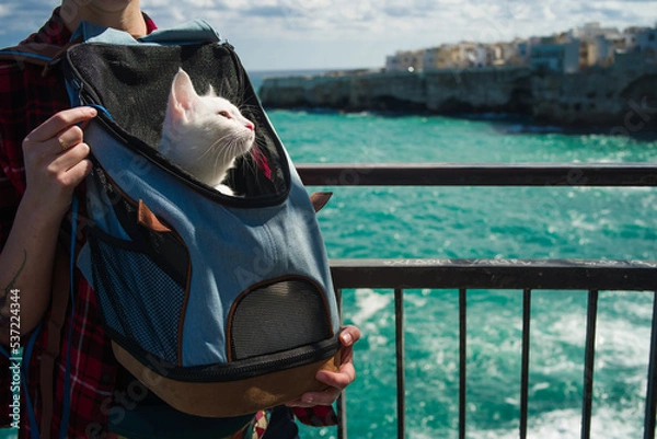 Fototapeta a white cat sits in a pet backpack. viewpoint with rock cliffs and turquoise sea. Cat on the go