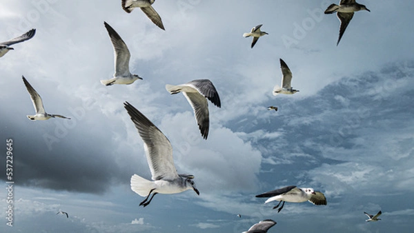 Fototapeta seagulls flying in the blue cloudy sky with sunbeems, going forward
