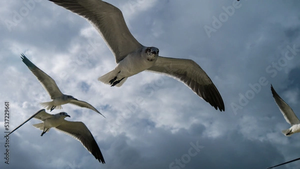 Fototapeta seagulls flying in the blue cloudy sky with sunbeems, going forward
