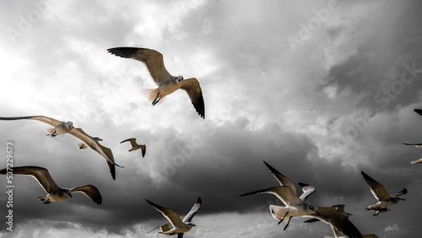 Fototapeta seagulls flying in the blue cloudy sky with sunbeems, going forward
