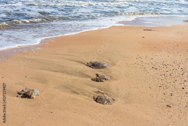 Obraz A dead jellyfish washed up on the shore. Jellyfish on the coast of the Sea of Azov. Worm-like filaments with poisonous stinging cells can cause painful injuries to people.