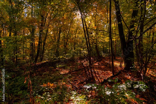 Fototapeta A walk in the deep woods on an October day!