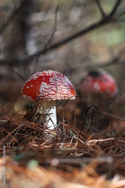 Fototapeta Amanita muscaria, Fly Agaric, Fly Amanita. Two red fly agarics with white spots in sunlight n forest floor. Outdoors. Close-up. Autumn background with red mushrooms. Vertical.
