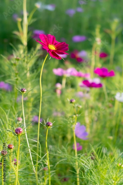 Fototapeta 光に輝くカラフルなコスモス畑　滋賀県守山市今浜町コスモス畑