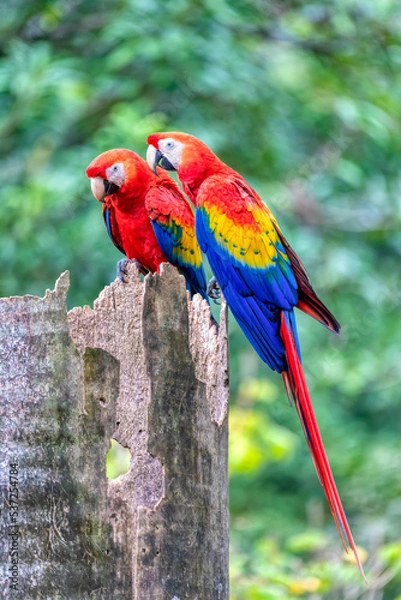 Fototapeta Scarlet macaw (Ara macao), couple sitting at the entrance to their nest in the hollow of a tree trunk. Quepos, Wildlife and birdwatching in Costa Rica.