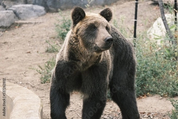 Obraz brown bear cub