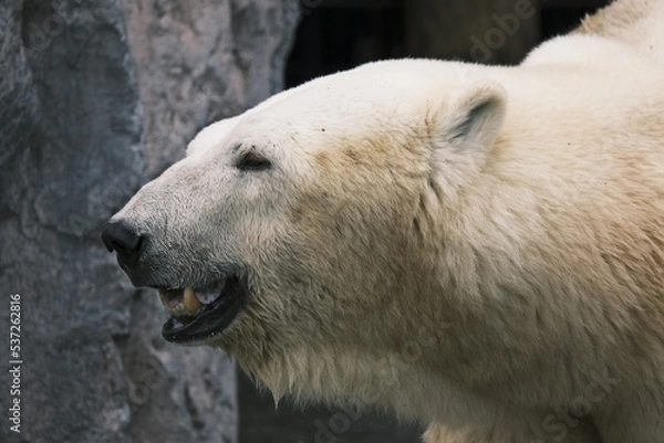 Obraz polar bear portrait