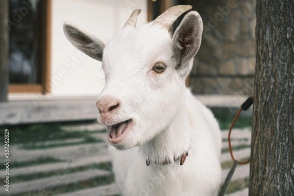 Obraz goat on a farm