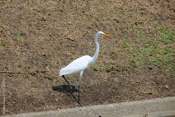 Obraz great blue heron
