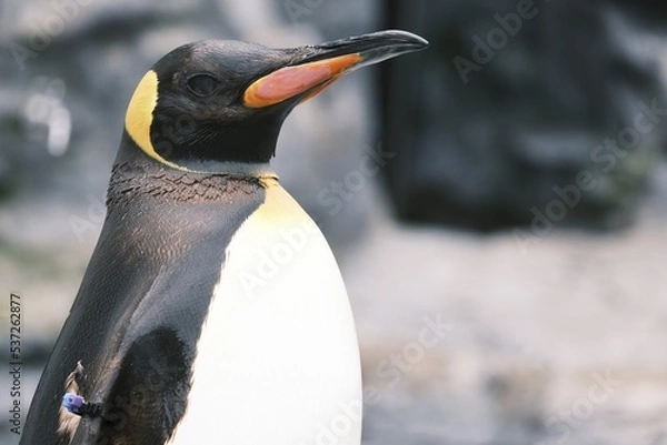 Obraz penguin on the rocks