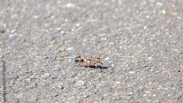Obraz ants on the ground