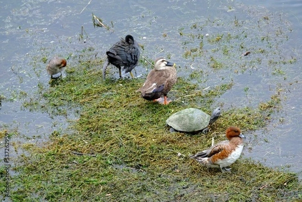 Obraz ducks on the lake