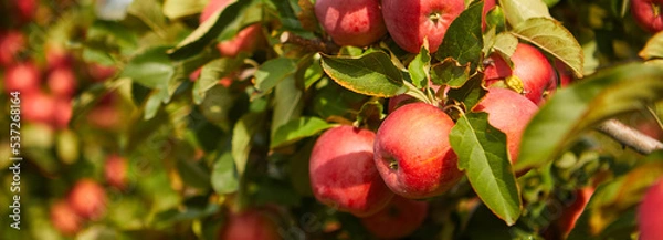 Fototapeta Organic apples hanging from a tree branch in an apple orchard