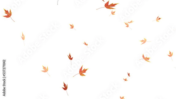 Fototapeta Falling isolated autumn colored maple leaves