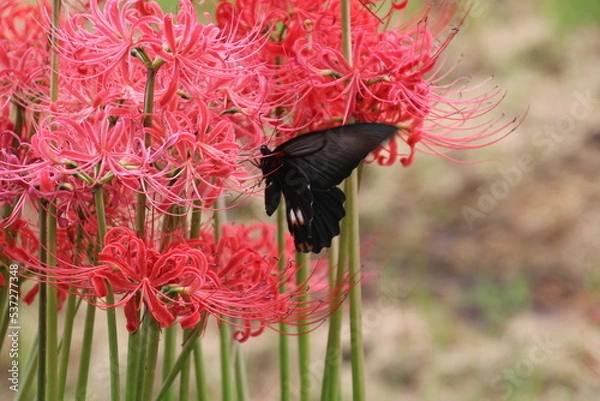 Fototapeta ヒガンバナとアゲハ