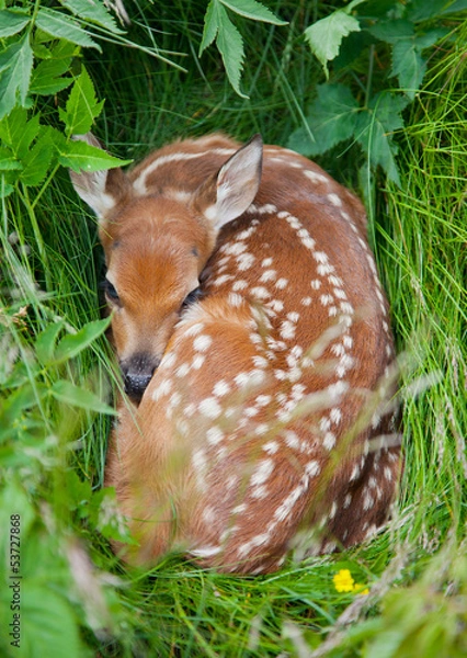 Fototapeta Fawn
