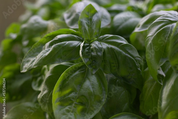 Fototapeta Fresh basil on a dark background. Green basil. Green basil on a dark background. Food background.