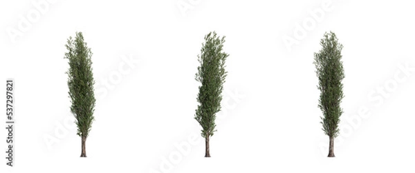 Obraz tree isolated on transparent background , tree 3d render
