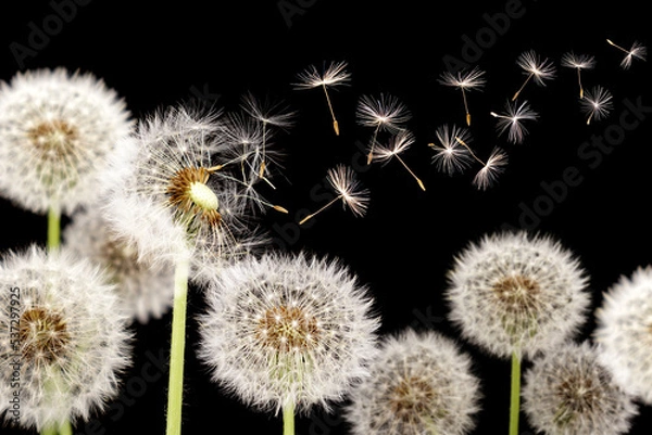 Fototapeta Dandelion with seeds blowing away in the wind across on black background.