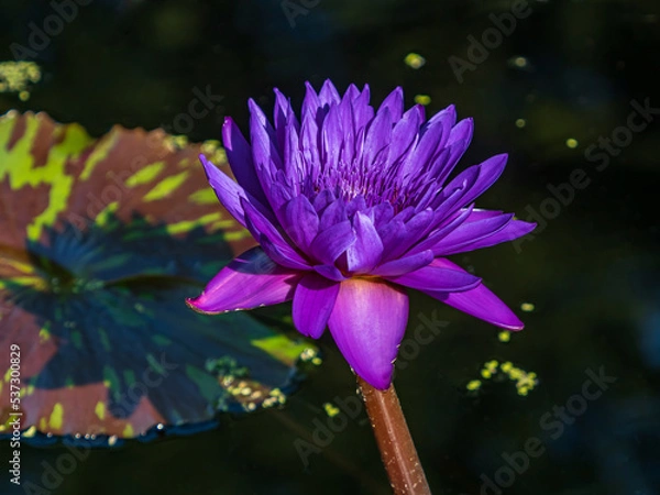 Obraz purple water lily