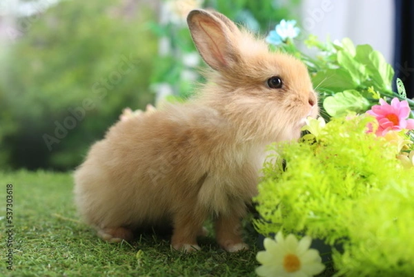 Fototapeta Cute little brown rabbit on green grass with natural bokeh as background during spring. Young adorable bunny playing in garden. Lovely pet at park