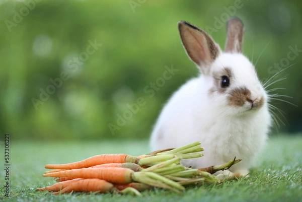 Fototapeta Cute white little rabbit on green grass with natural bokeh as background during spring. Lovely pet at park with baby carrot as food.