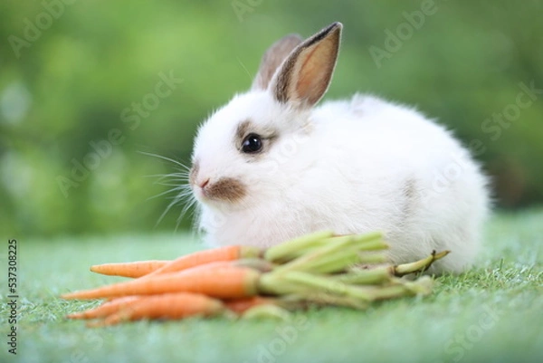 Fototapeta Cute little rabbit on green grass with natural bokeh as background during spring. Lovely pet at park with baby carrot as food.