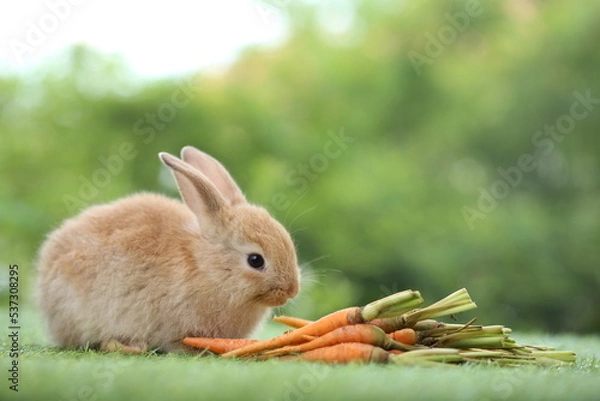 Fototapeta Cute little brown  rabbit on green grass with natural bokeh as background during spring. Lovely pet at park with baby carrot as food.