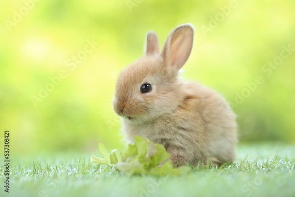 Obraz Cute little rabbit on green grass with natural bokeh as background during spring. Young adorable bunny playing in garden. Lovrely pet at park