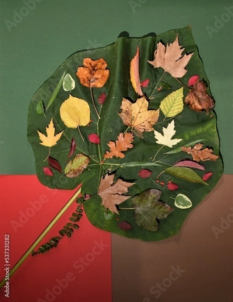 Fototapeta autumn leaves