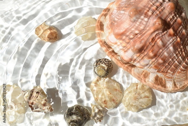 Fototapeta seashells on the beach