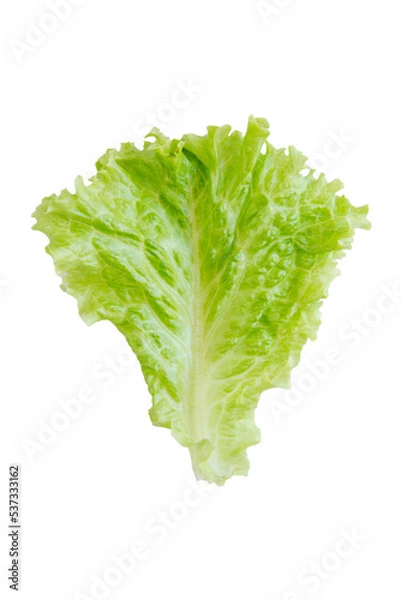 Fototapeta Salad leaf. Lettuce isolated on white background. with clipping path