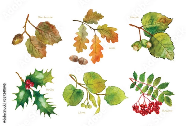 Obraz Watercolor drawing of leaves of beech, oak, hazel, acorn, holly, lime, linden, mountain ash, rowan. Vector set of watercolor illustrations of branches and leaves. 