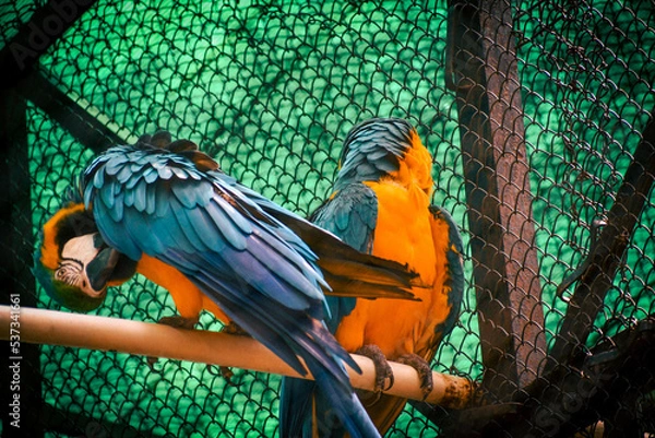 Obraz blue and gold macaw