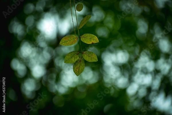 Obraz green leaf with drops