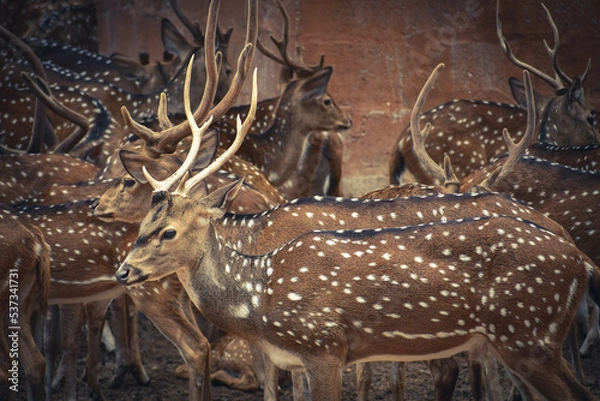 Obraz deer in the woods