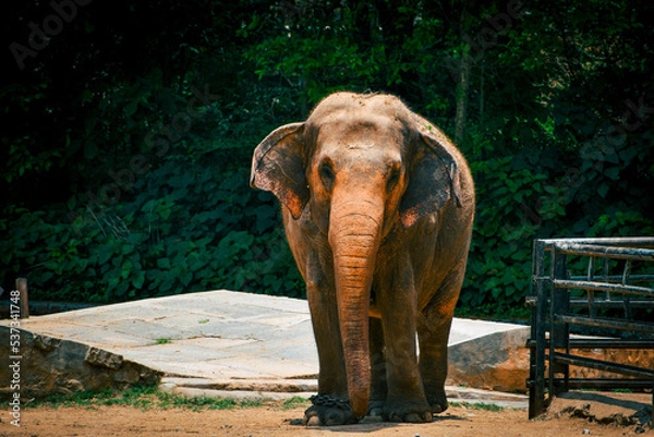 Obraz elephant in zoo