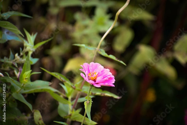 Obraz pink flower