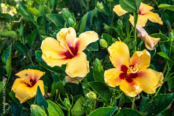 Fototapeta Beautiful Tropical Hawaiian Flower